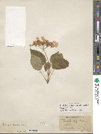 Hydrangea aspera image