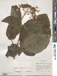 Hydrangea sargentiana image