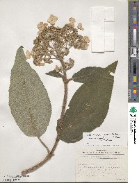 Hydrangea sargentiana image