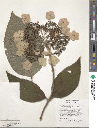 Hydrangea sargentiana image