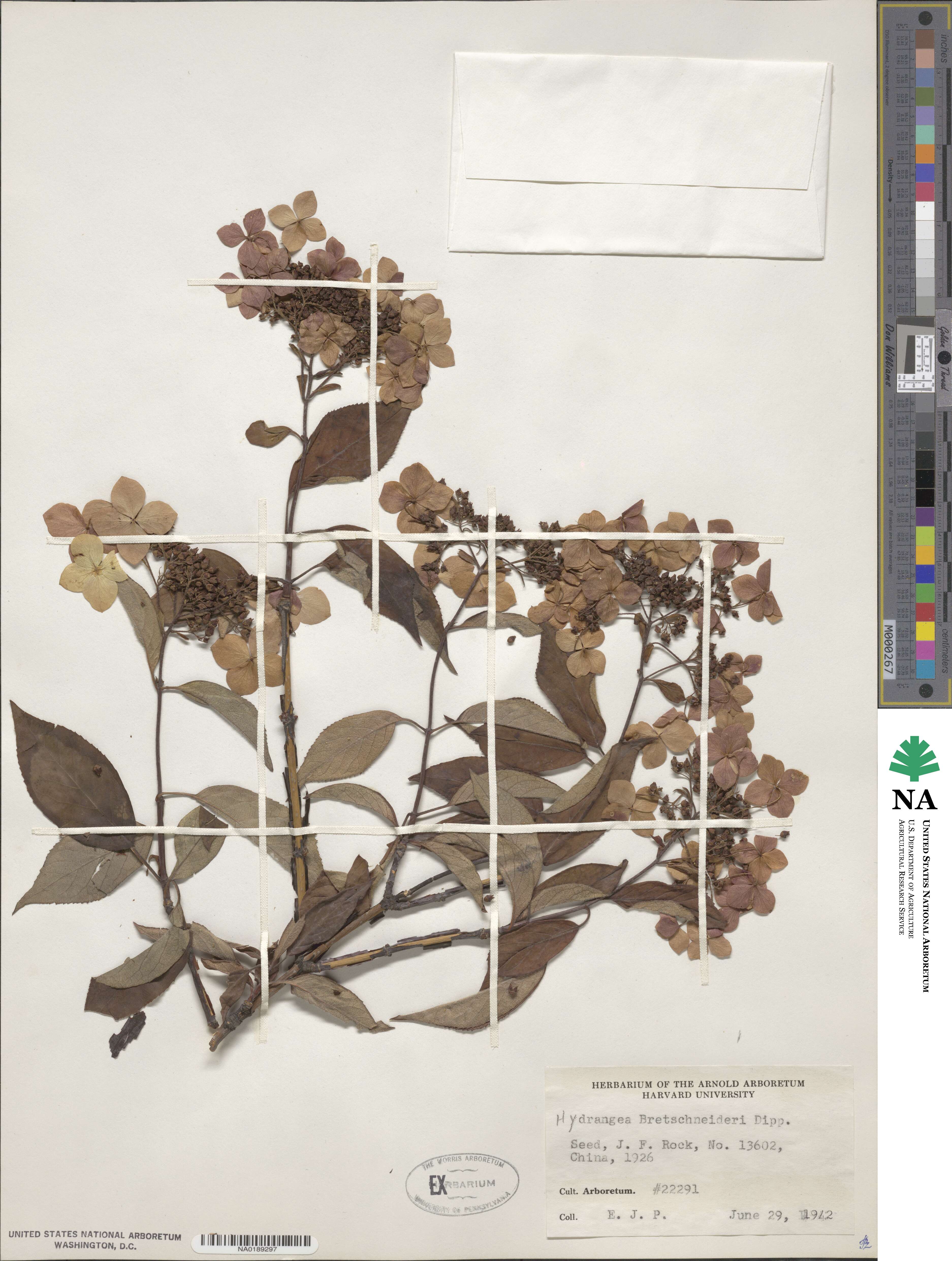 Hydrangea bretschneideri image
