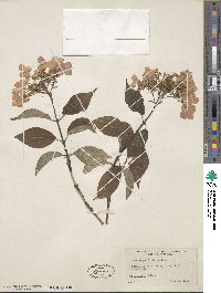 Hydrangea bretschneideri image