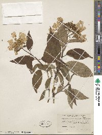 Hydrangea bretschneideri image