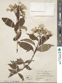 Hydrangea bretschneideri image