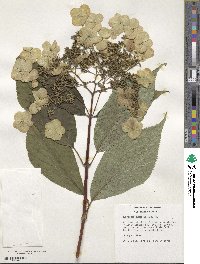 Hydrangea heteromalla image