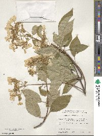 Hydrangea heteromalla image