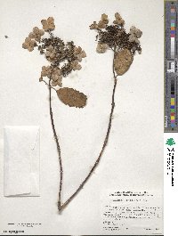 Hydrangea heteromalla image