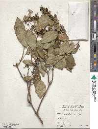 Hydrangea heteromalla image