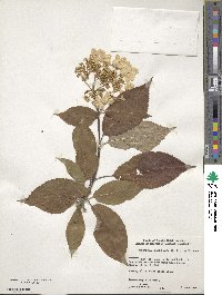 Hydrangea heteromalla image