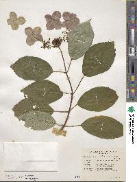 Hydrangea heteromalla image