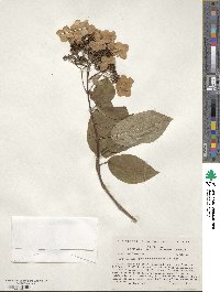 Hydrangea heteromalla image