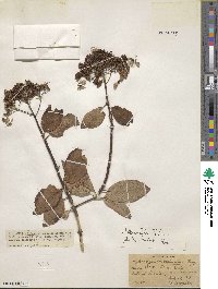 Hydrangea heteromalla image