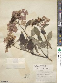 Hydrangea heteromalla image