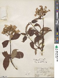 Hydrangea heteromalla image