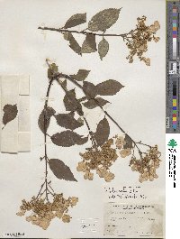 Hydrangea heteromalla image