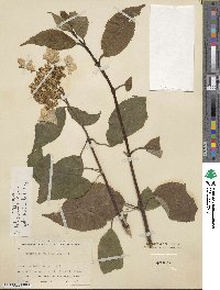 Hydrangea heteromalla image