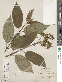 Hydrangea heteromalla image