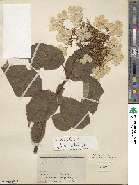 Hydrangea heteromalla image