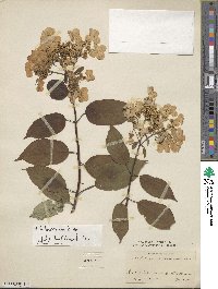 Hydrangea heteromalla image