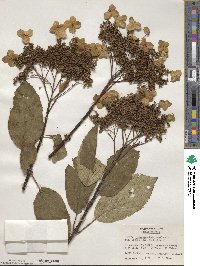 Hydrangea heteromalla image