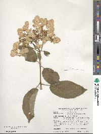 Hydrangea heteromalla image