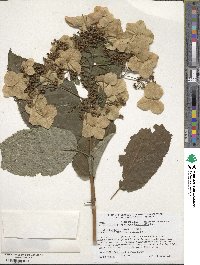 Hydrangea heteromalla image