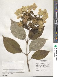 Hydrangea heteromalla image