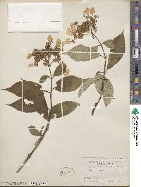 Hydrangea heteromalla image