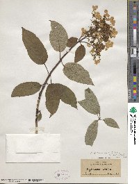 Hydrangea heteromalla image