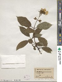 Hydrangea heteromalla image