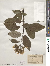 Hydrangea heteromalla image