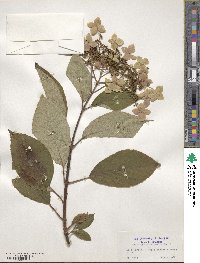 Hydrangea heteromalla image