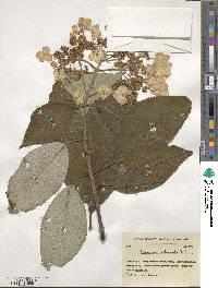 Hydrangea heteromalla image