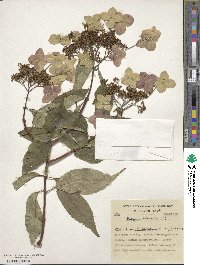 Hydrangea heteromalla image