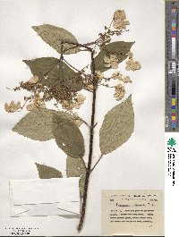 Hydrangea heteromalla image