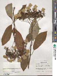 Hydrangea heteromalla image