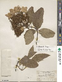 Hydrangea heteromalla image