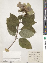 Hydrangea heteromalla image