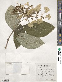 Hydrangea heteromalla image