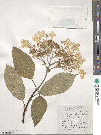 Hydrangea heteromalla image