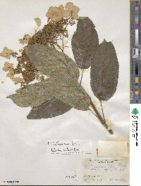 Hydrangea heteromalla image