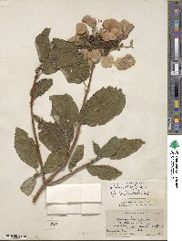 Hydrangea heteromalla image