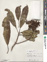 Hydrangea integrifolia image