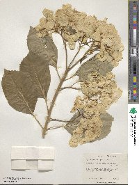 Hydrangea macrophylla image