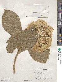 Hydrangea macrophylla image