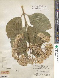 Hydrangea macrophylla image