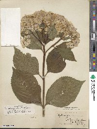 Hydrangea macrophylla image