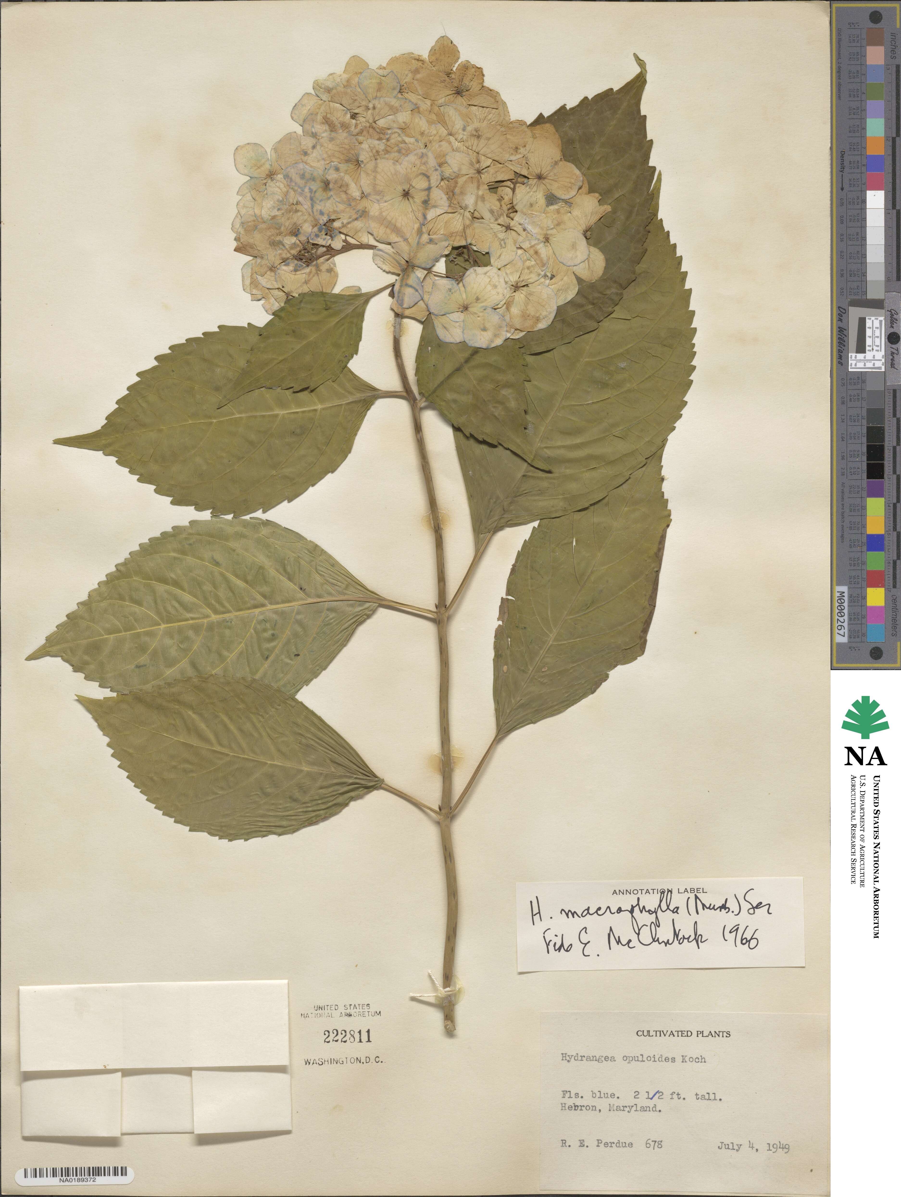 Hydrangea macrophylla subsp. macrophylla image