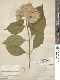 Hydrangea macrophylla image