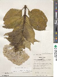 Hydrangea macrophylla image